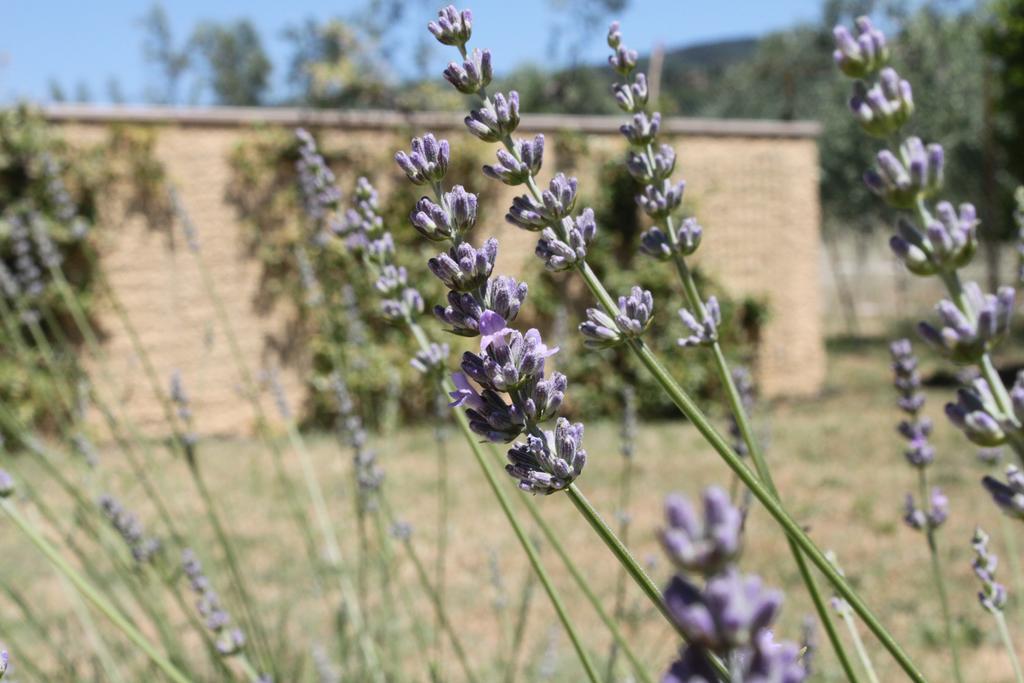 Il Piratello - Agriturismo Baldeschi Tuoro sul Trasimeno Exterior photo